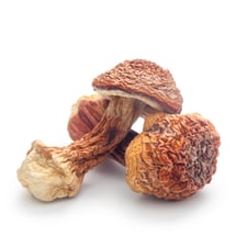 Agaricus Blazei Mushroom