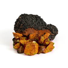 Chaga Mushroom