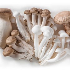 Gourmet-Mushrooms