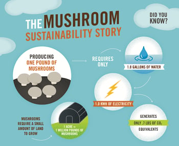 How Our Mushrooms Are Grown at Monterey