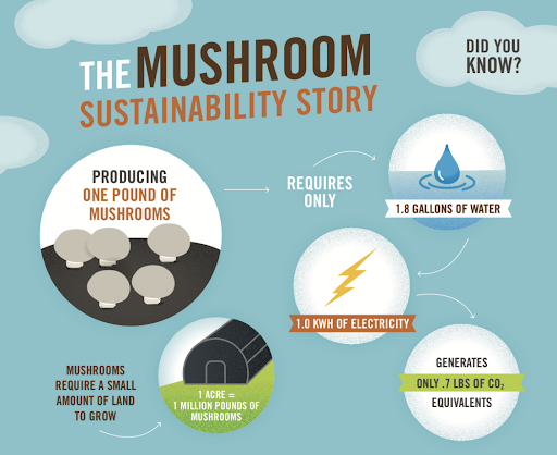 How Our Mushrooms Are Grown at Monterey _ sustainability