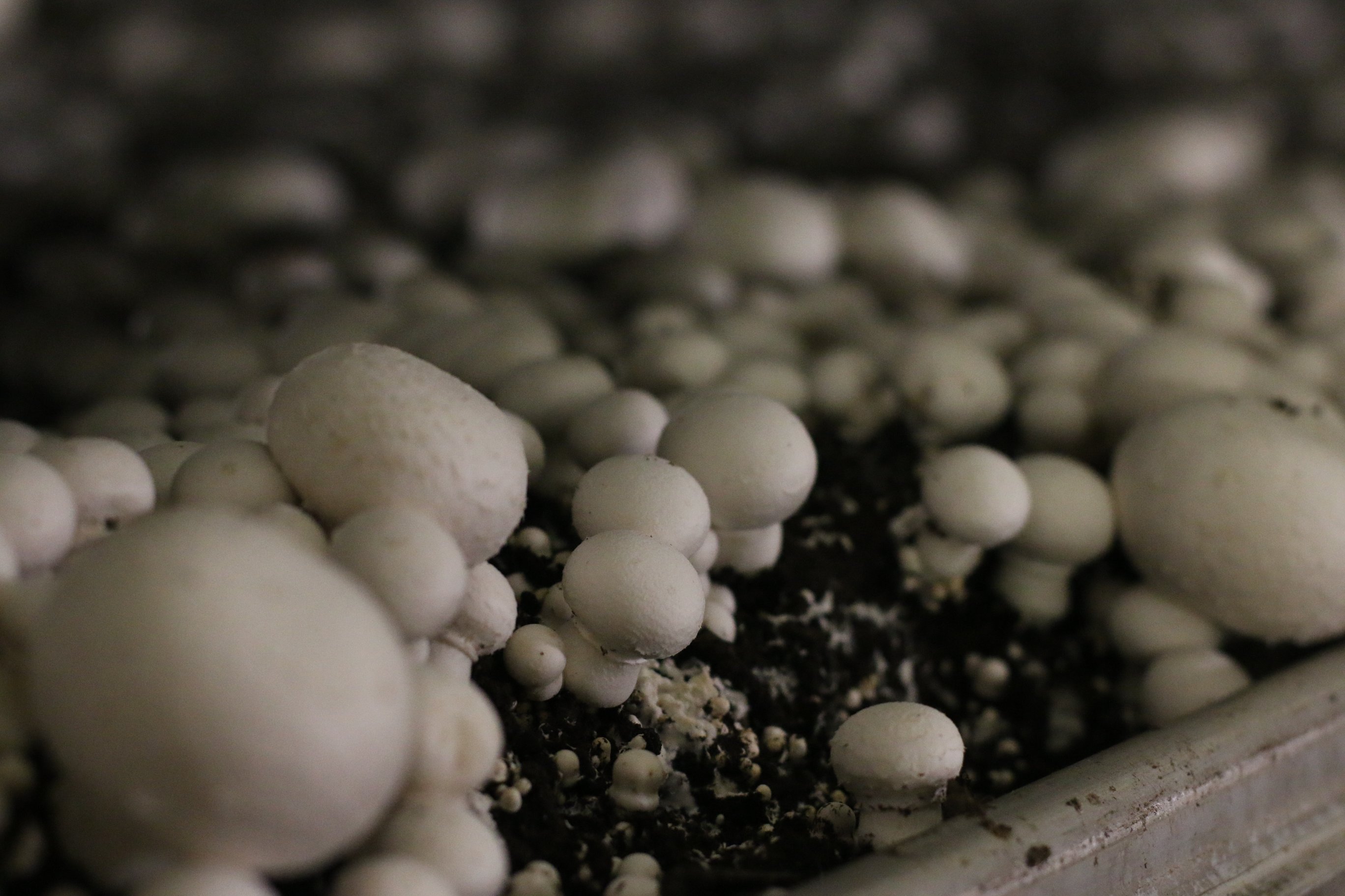 Monterey Mushrooms Farm to Fork Demonstration at the Texas Mushroom