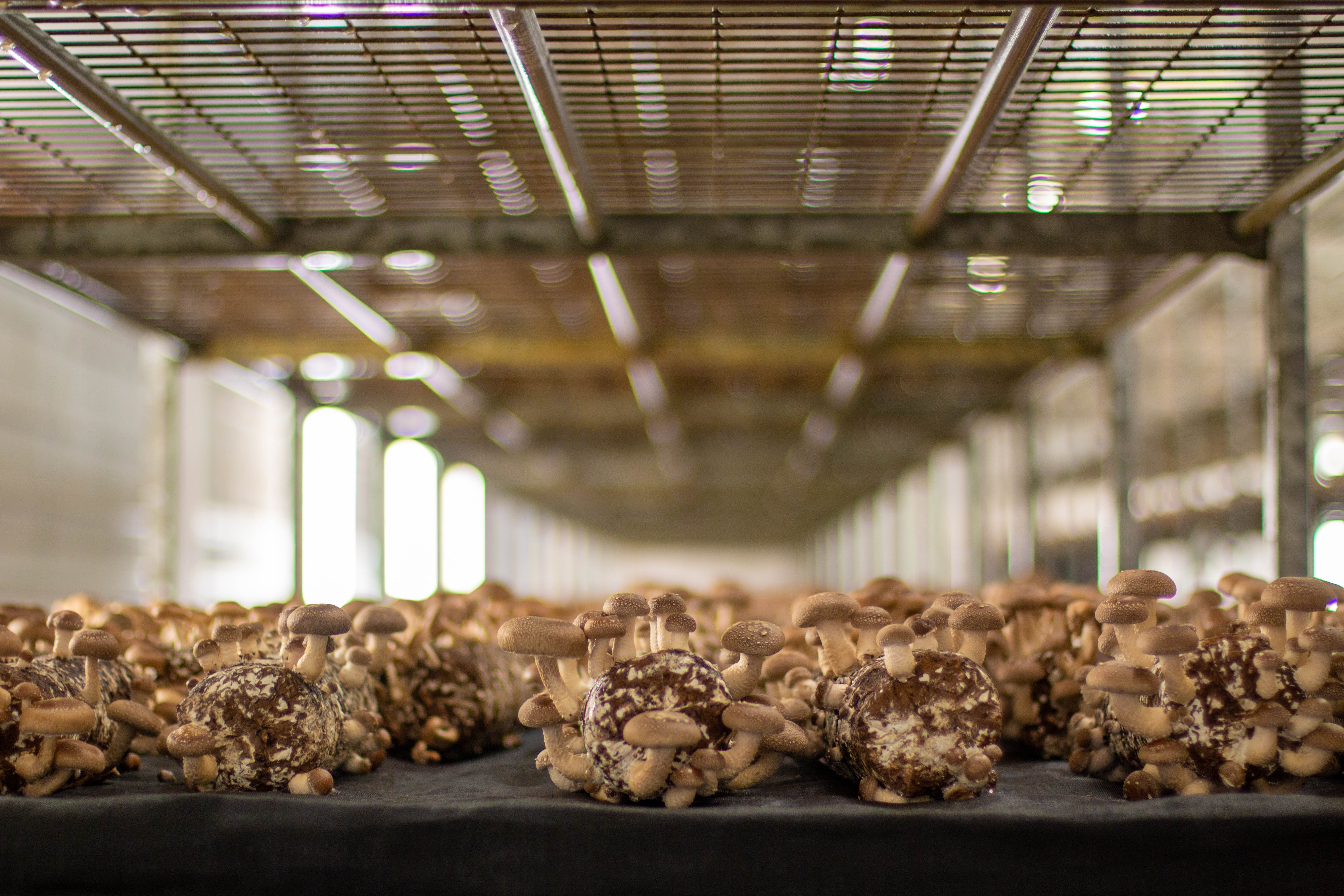 Monterey-Mushrooms-Nutraceuticals-April-2023-5