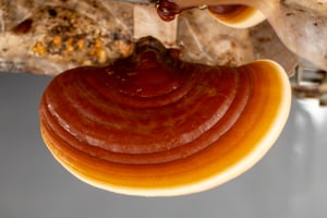 Monterey-Mushrooms-Nutraceuticals-Aug-2023-11