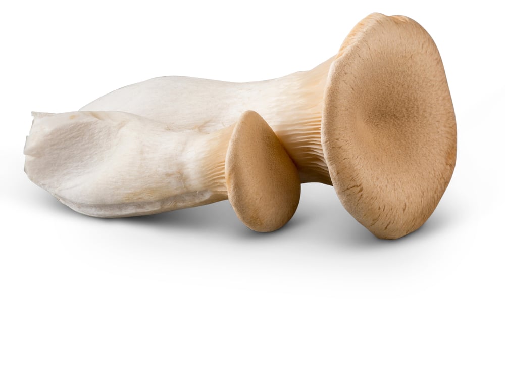 King-Trumpet-Mushrooms-1