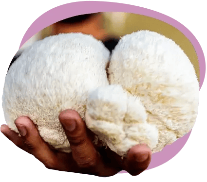 lions-mane-1
