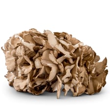 Maitake mushrooms