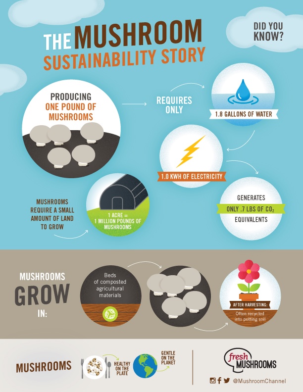 Mushroom-Sustainability-Story-Web.jpg