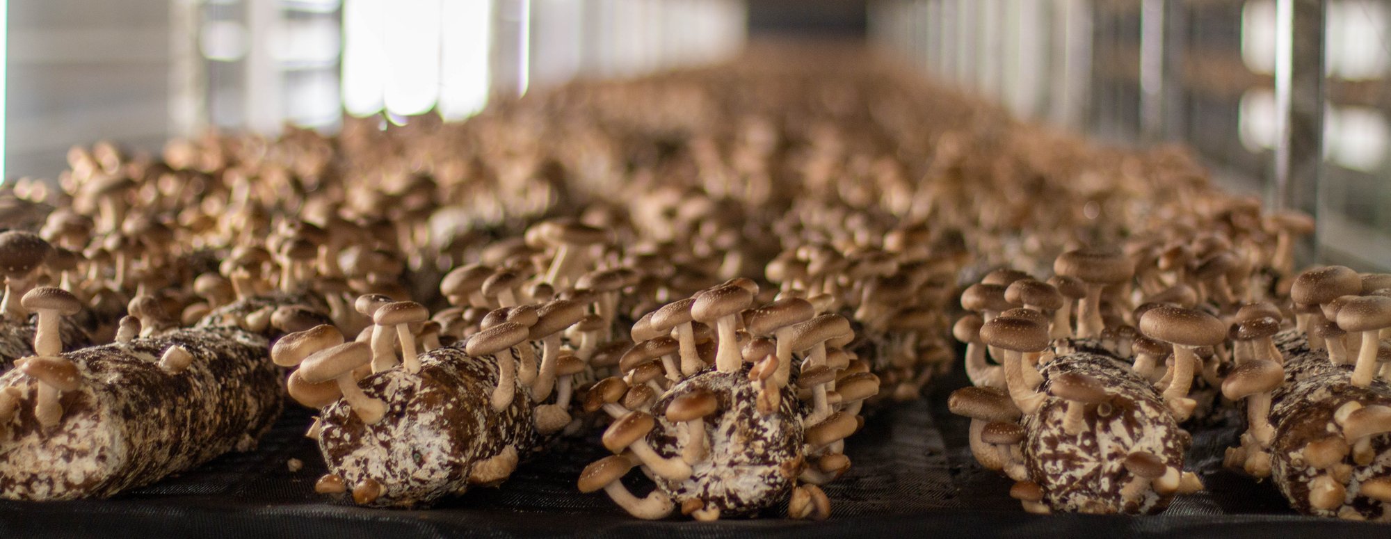 Monterey-Mushrooms-Nutraceuticals-April-2023-6
