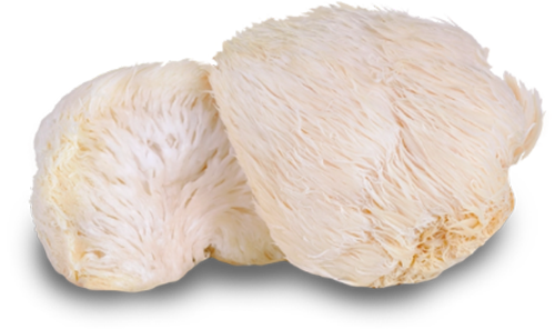 nutra-mushroom-species-lions-mane