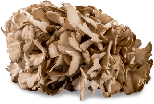 nutra-mushroom-species-maitake