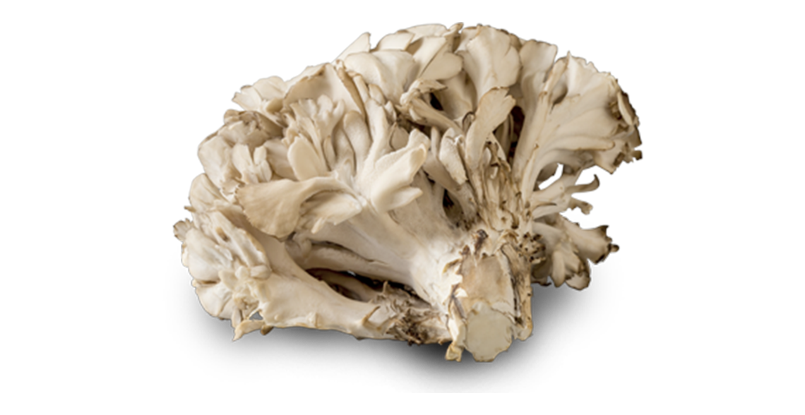 nutra-mushroom-species-maitake