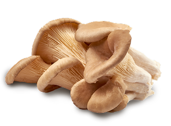 oyster-mushroom-carousel