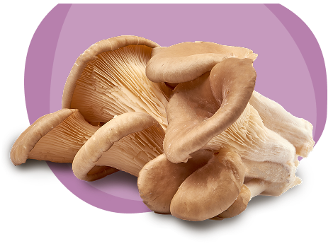 oyster_header