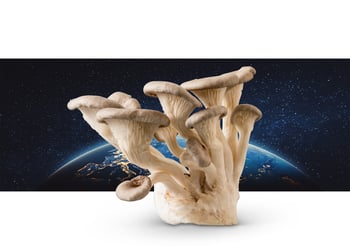 Mushrooms in Space Experiment 