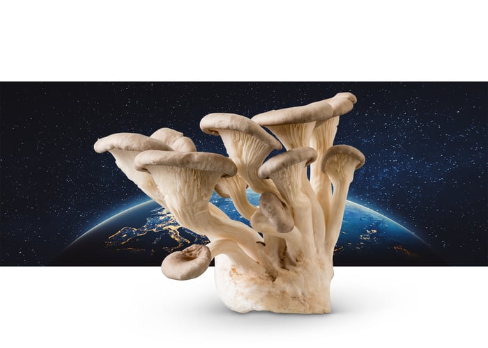 Oysters in Space Oysters in Space
