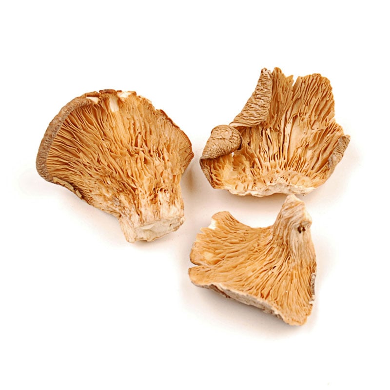 M20-dried-oyster-mushrooms-main
