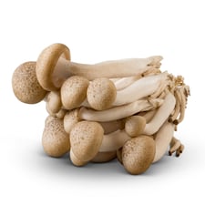 Beech brown mushrooms