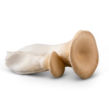 King Trumpet Mushroom