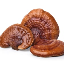 Reishi Mushrooms
