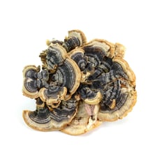Turkey Tail Mushrooms