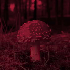 WIld Mushrooms