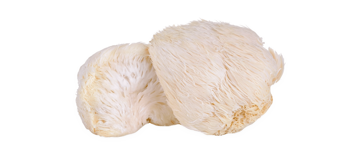 Lion's Mane Gourmet Mushrooms