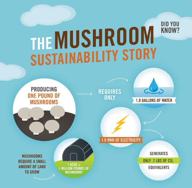 Mushroom Sustainability 