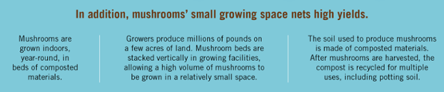 Mushroom Sustainability 