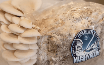 Australia Sends Oyster Mushrooms to Space on Historic Polar Orbit Mission