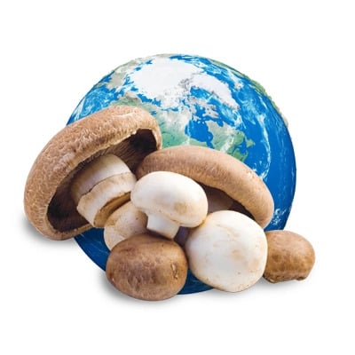 Image of Mushroom Sustainability