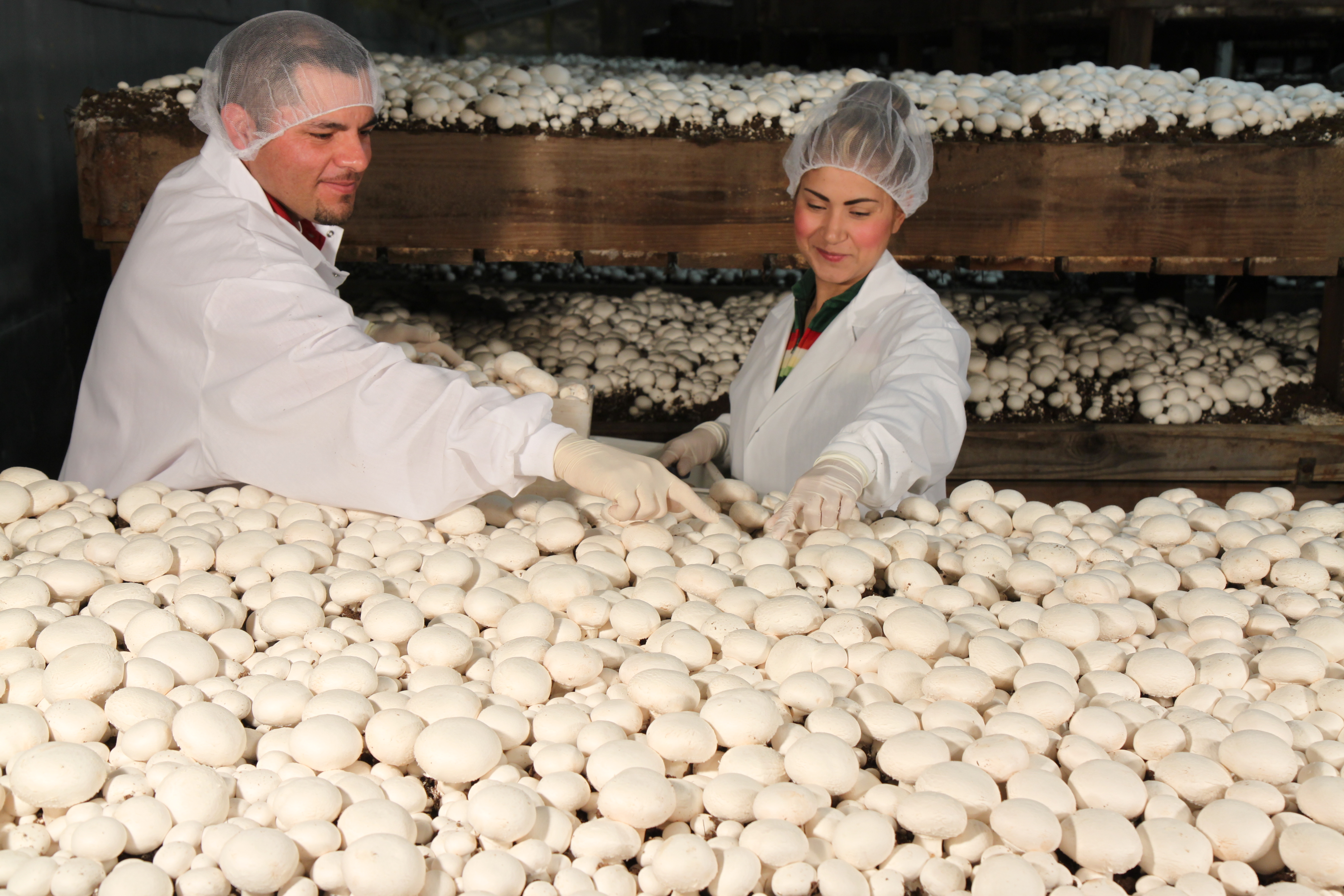 Monterey Mushrooms Compost All Mushroom Info