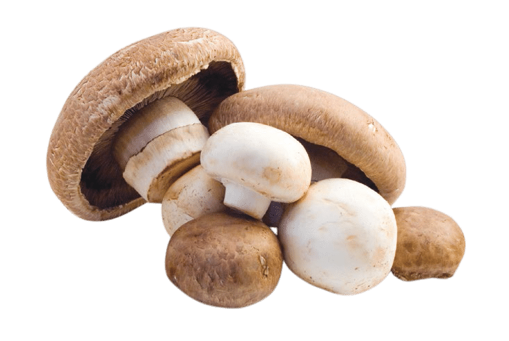 Mushroom-Nutrition-at-Glance_02