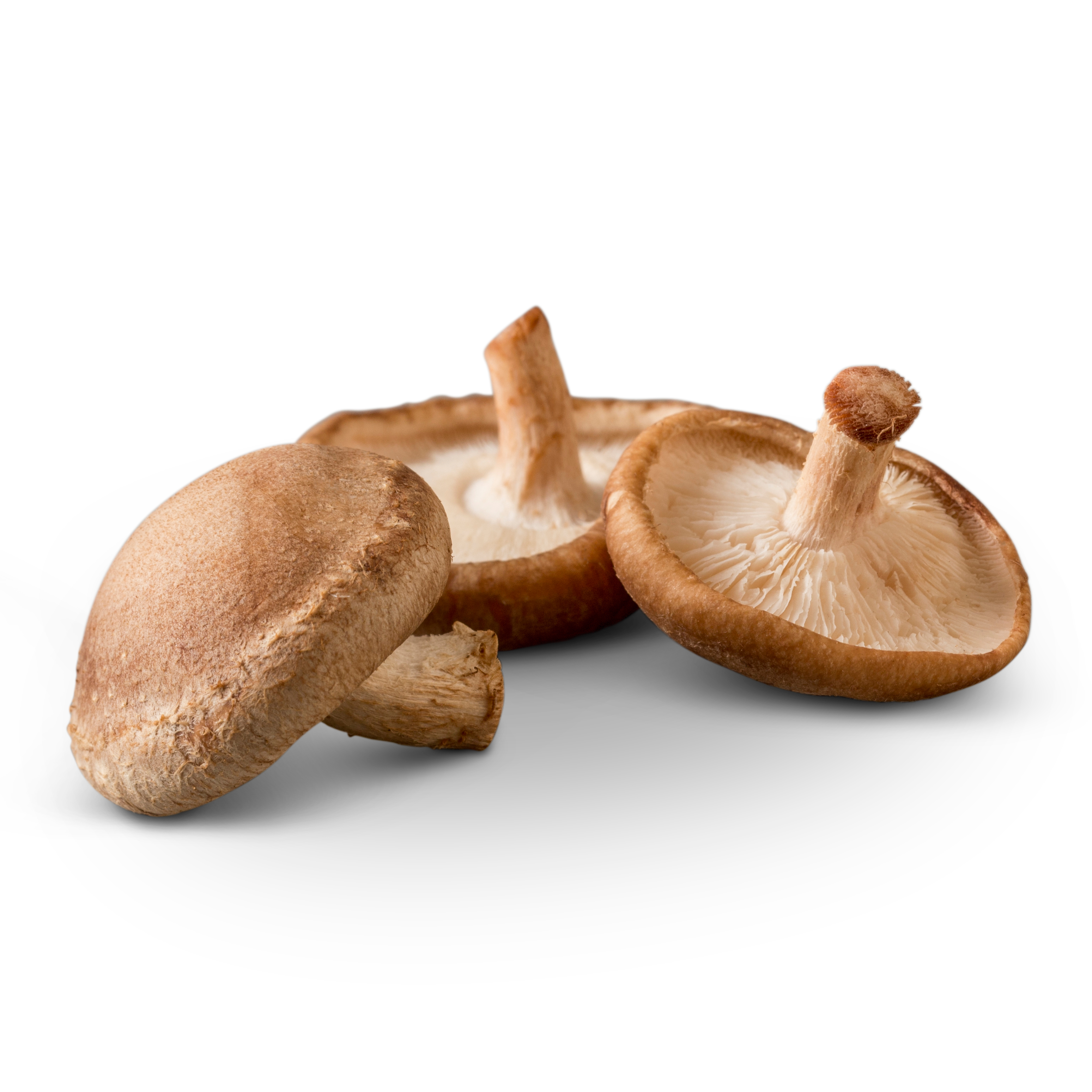 Shiitake Mushrooms | Monterey Mushrooms