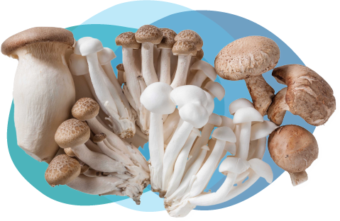 specialty-mushrooms