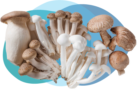 specialty-mushrooms