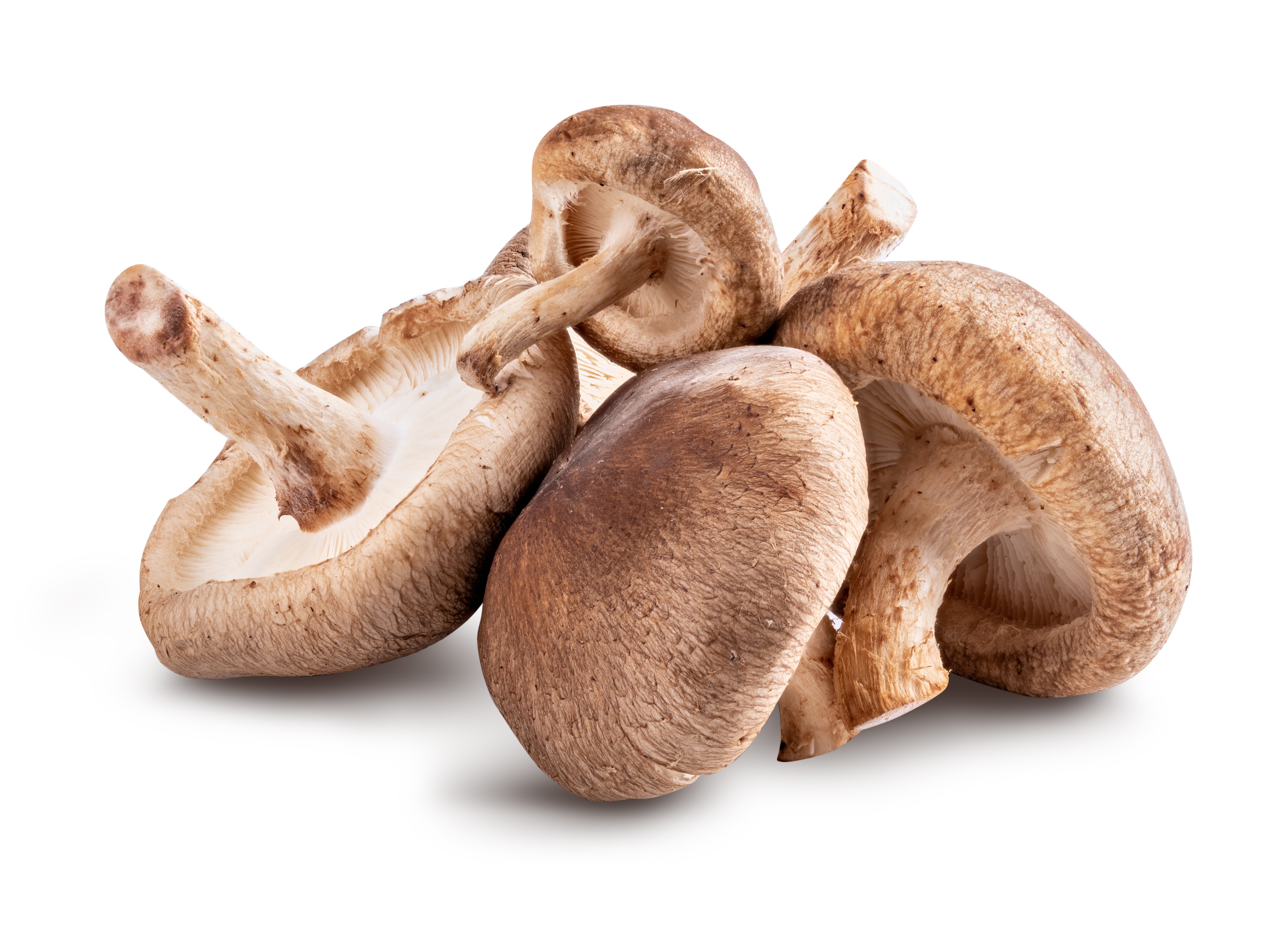 edible mushrooms pictures